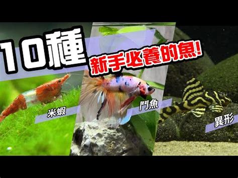 懶人養魚|2024年最受歡迎觀賞魚